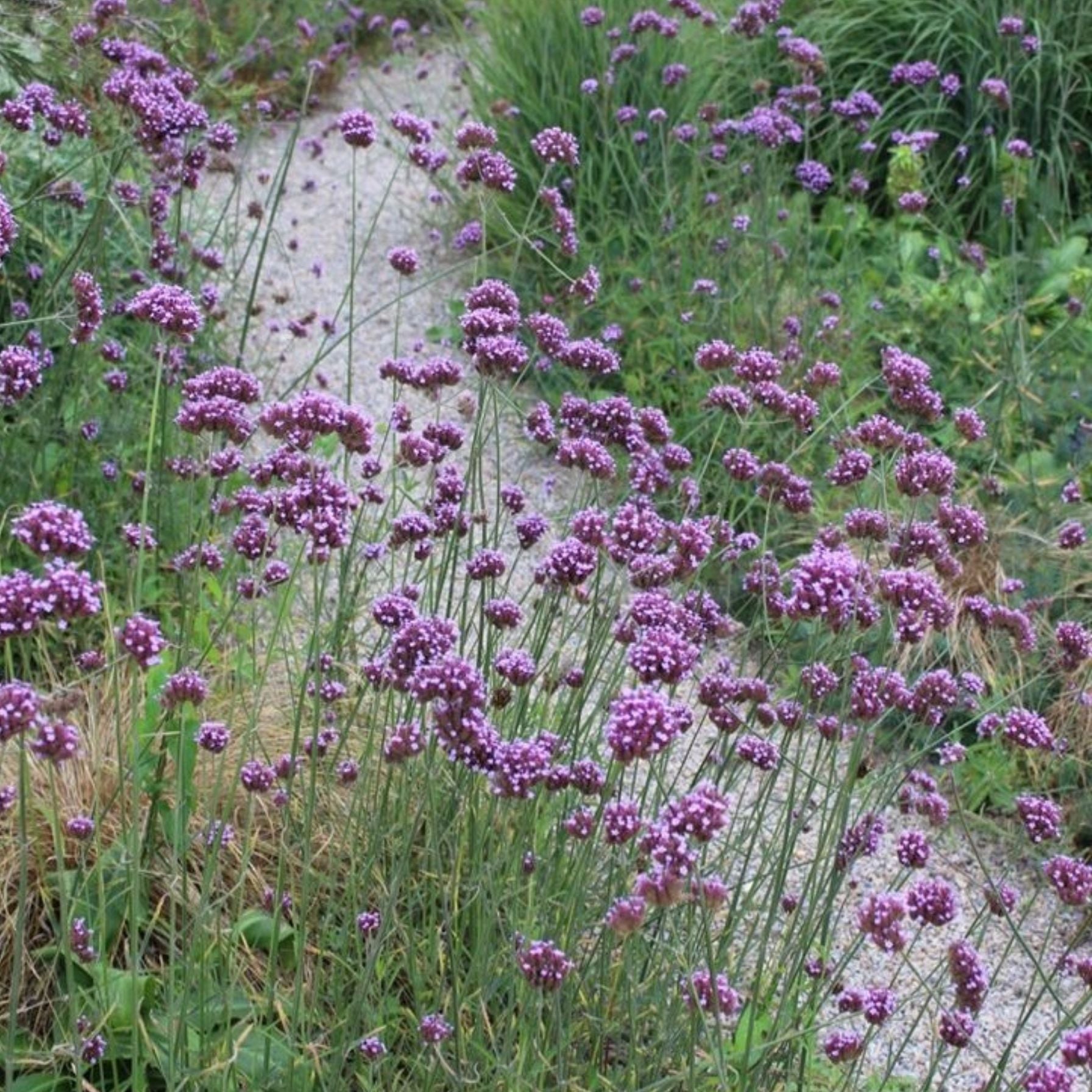 Difusor de Varillas Verbena 150ml - ESENCIA AZUL