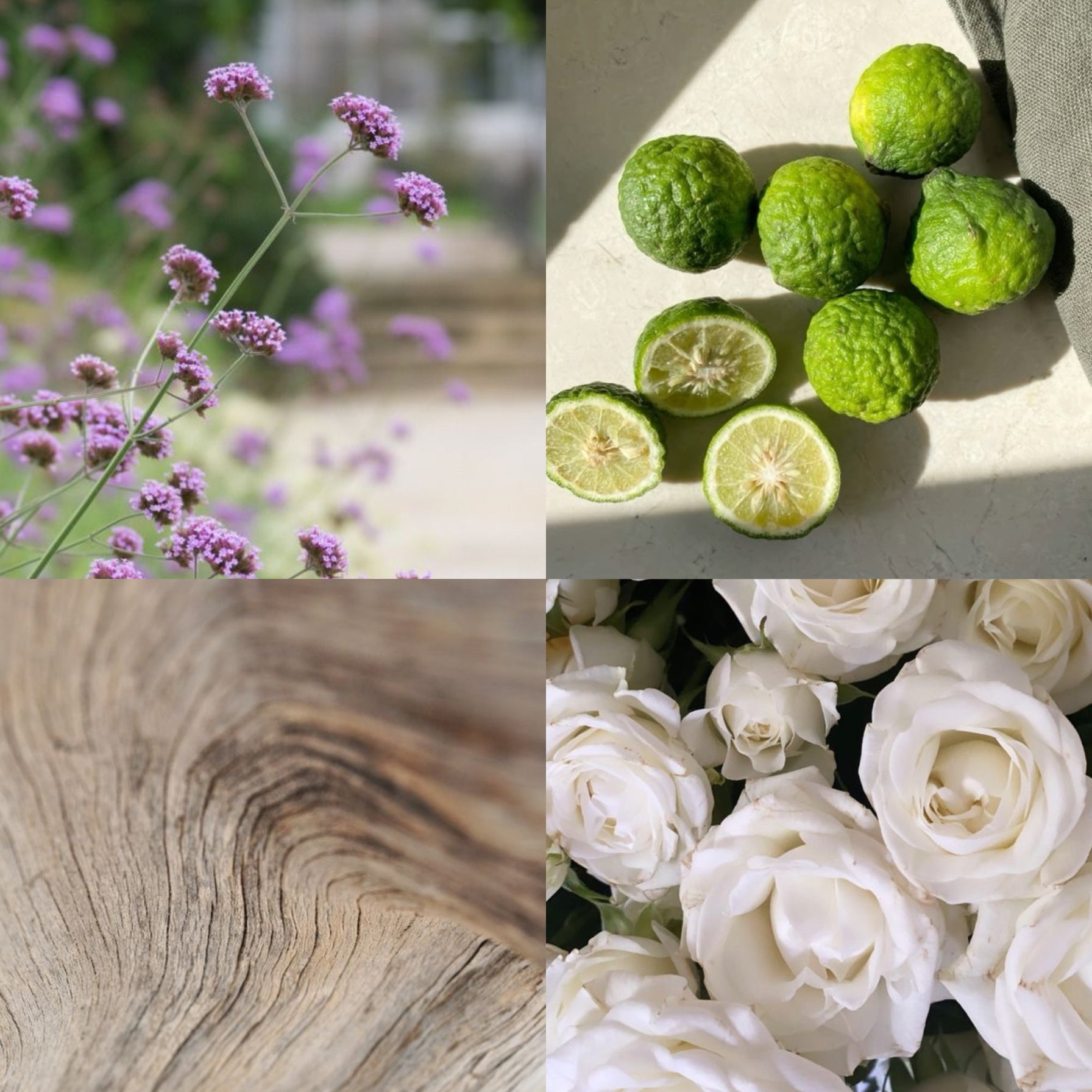 Esencia para Humificador Verbena - ESENCIA AZUL